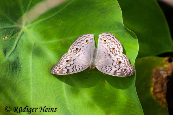 Junonia atlites (Grey Pansy), 26.1.2018