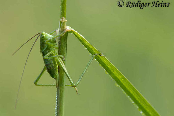 Tettigonia viridissima (Grünes Heupferd) Weibchen Larve, 11.6.2021