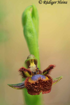 Ophrys speculum (Spiegel-Ragwurz)