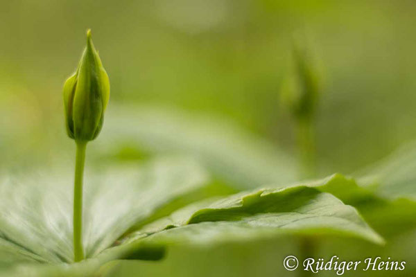 Paris quadrifolia (Vierblättrige Einbeere) Knospe, 16.5.2021 - Pentacolor 50mm f/1,8