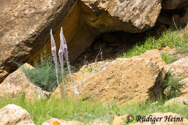Drimia maritima (Weiße Meerzwiebel), 9.10.2024