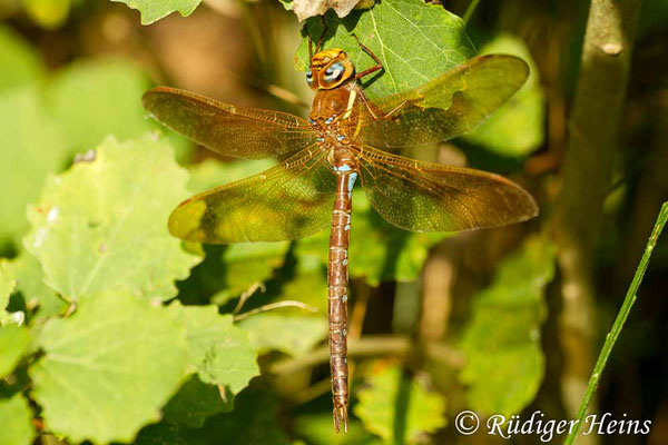 Aeshna grandis (Braune Mosaikjungfer) Männchen, 16.9.2012