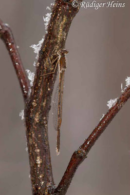 Geschützt sitzendes Männchen der Gemeinen Winterlibelle mit wenigen Schneeflocken, 19.11.2024 - Makroobjektiv 180mm f/3.5