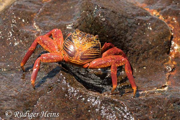 Grapsus grapsus (Rote Klippenkrabbe), 16.2.2020