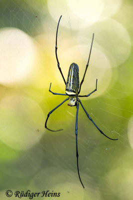 Nephila pilipes (Seidenspinne)