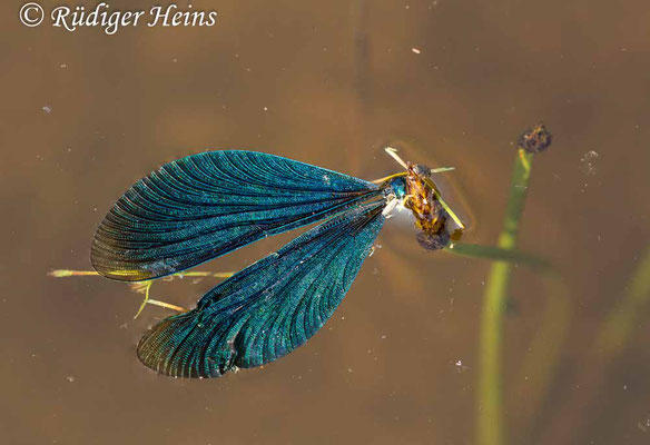 Calopteryx virgo (Blauflügel-Prachtlibelle) totes Männchen, 19.6.2019
