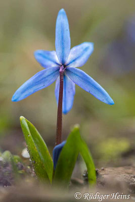 Scilla siberica (Sibirischer Blaustern), 8.3.2023