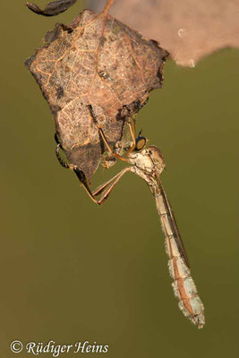 Leptogaster cylindrica Weibchen (Gemeine Schlankfliege), 27.6.2020