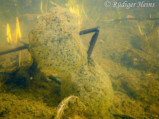 Rana dalmatina (Springfrosch) Männchen, 28.3.2010