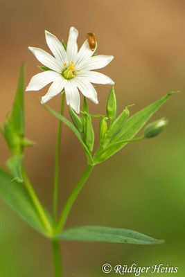 Stellaria holostea (Große Sternmiere), 21.5.2017