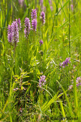 Dactylorhiza praetermissa (Übersehene Fingerwurz), 28.6.2016