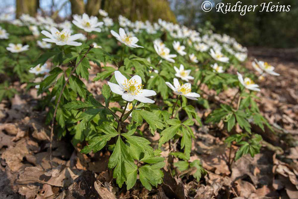 Anemone nemorosa (Buschwindröschen), 19.4.2021