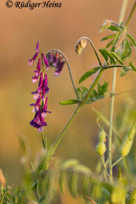 Vicia cracca (Vogel-Wicke), 4.10.2015