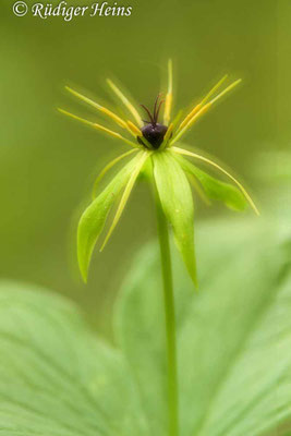Paris quadrifolia (Vierblättrige Einbeere)