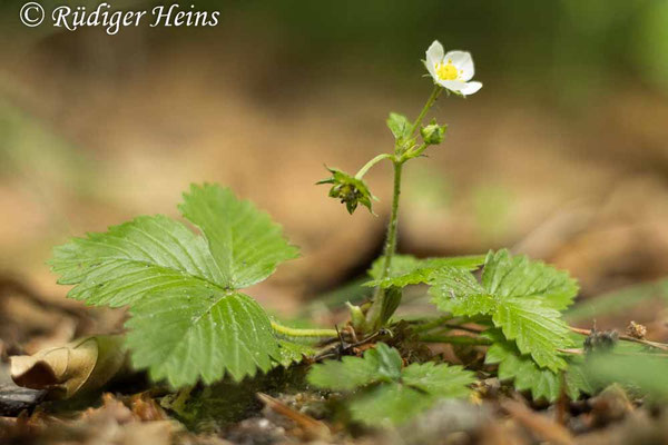 Fragaria vesca (Wald-Erdbeere)
