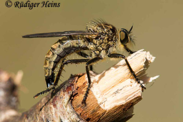 Eutolmus rufibarbis (Barbarossa-Fliege) Weibchen,  20.7.2020