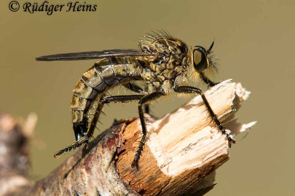 Eutolmus rufibarbis (Barbarossa-Fliege) Weibchen