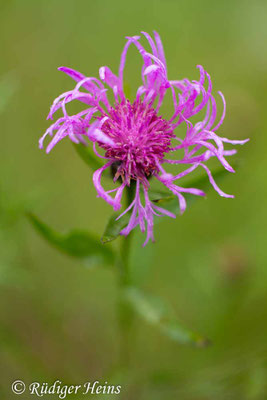 Centaurea jacea (Wiesen-Flockenblume), 18.7.2017