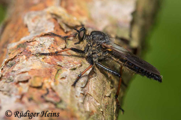 Pamponerus germanicus (Alabasterfliege) Männchen, 10.6.2021