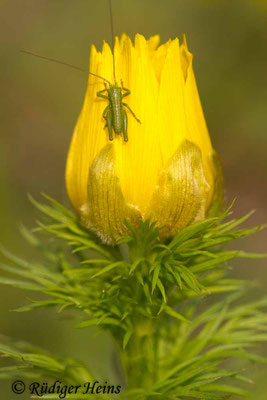 Adonis vernalis (Frühlings-Adonisröschen), 3.5.2013