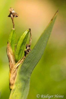 Iris pseudacorus (Sumpf-Schwertlilie), 14.6.2019