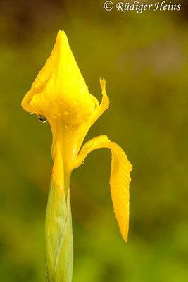 Iris pseudacorus (Sumpf-Schwertlilie), 15.5.2011