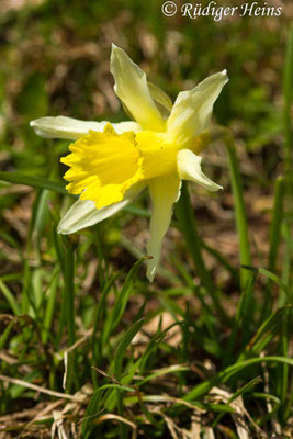 Narcissus pseudonarcissus (Gelbe Narzisse)