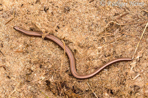 Anguis fragilis (Blindschleiche), 10.7.2019