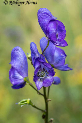 Aconitum napellus (Blauer Eisenhut), 25.7.2023