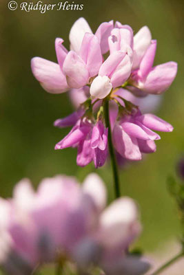 Securigera varia (Bunte Kronwicke)