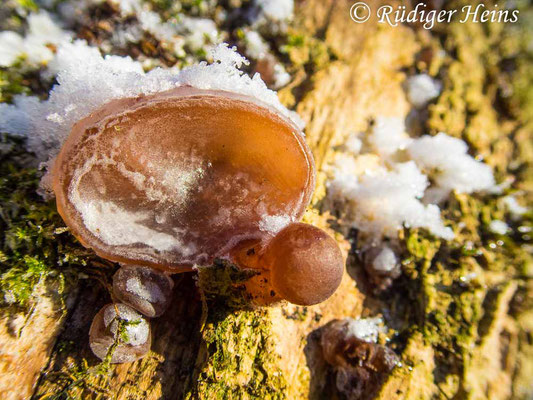 Judasohr (Auricularia auricula-judae), 26.12.2021 - Olympus Tough TG-5