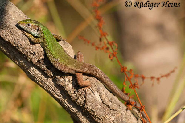 Lacerta trilineata (Riesen-Smaragdeidechse)