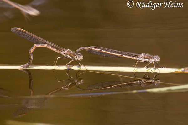 Sympecma fusca (Gemeine Winterlibelle) Tandem,  26.4.2022