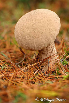 Lycoperdon excipuliforme (Beutel-Stäubling), 19.10.2017 (Stack aus 10 Aufnahmen)