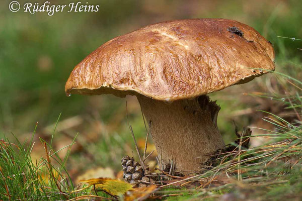 Boletus edulis (Steinpilz), 28.10.2023 (Stack aus 20 Aufnahmen)