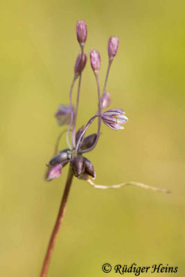 Allium oleraceum (Kohl-Lauch), 6.8.2024