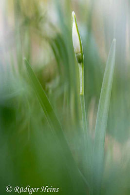 Galanthus nivalis (Schneeglöckchen)
