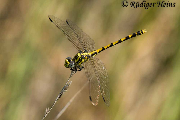 Onychogomphus uncatus (Große Zangenlibelle) Weibchen, 21.6.2017