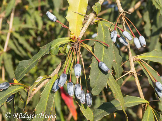 Berberis verruculosa (Warzige Berberitze), 3.3.2024