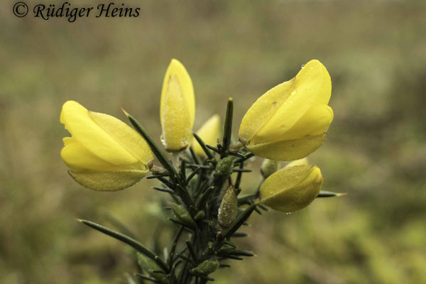 Ulex europaeus (Stechginster)