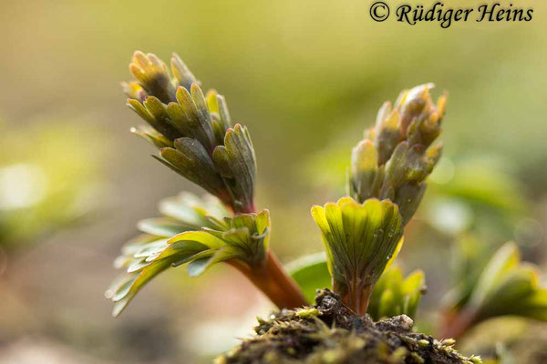 Corydalis solida, Gefingerter Lerchensporn