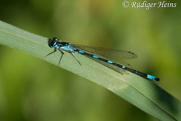 Coenagrion pulchellum (Fledermaus-Azurjungfer) Männchen, 9.5.2018