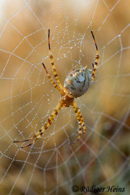 Argiope lobata