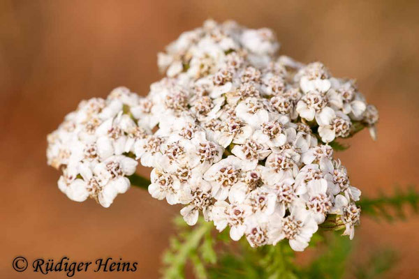 Achillea millefolium (Gemeine Schafgarbe)