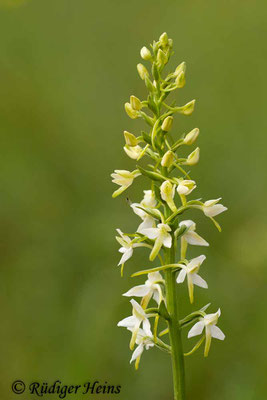 Platanthera bifolia  (Zweiblättrige Waldhyazinthe), 5.6.2014