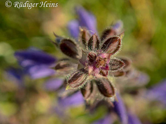 Salvia pratensis (Wiesensalbei), 3.6.2020