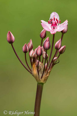 Schwanenblume (Butomus umbellatus), 18.6.2023 - Makroobjektiv 180mm f/3.5