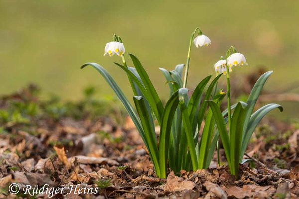 Leucojum vernum (Frühlingsknotenblume oder Märzenbecher)