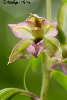 Epipactis helleborine (Breitblättrige Stendelwurz), 26.7.2017