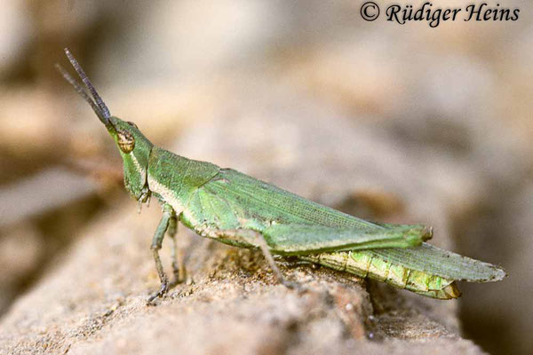 Pyrgomorpha conica Weibchen, 17.10.1989 (Scan vom Dia)